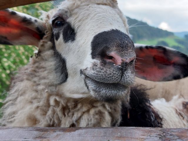 Ferienwohnungen Unterreithof